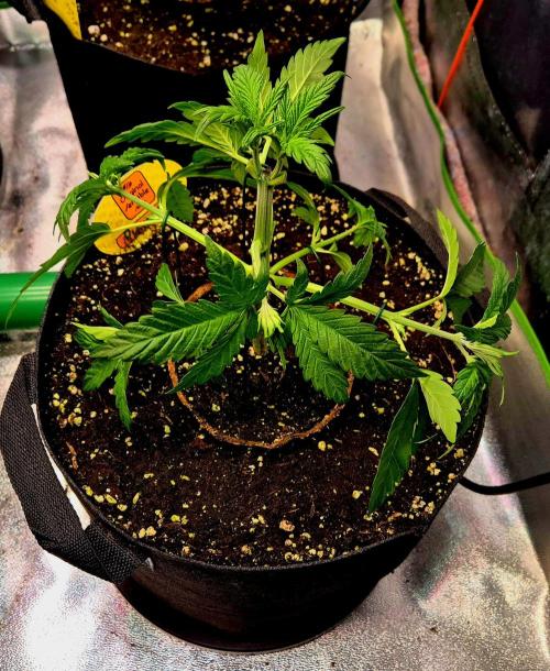 Purple overload (CCG) Sensible Seeds. Week 5