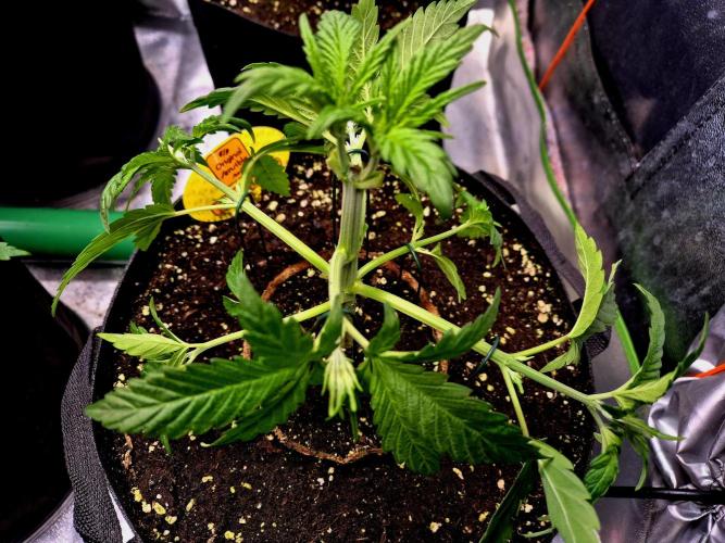 Purple overload (CCG) Sensible Seeds. Week 5