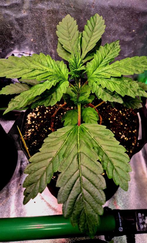 Papaya Stank (Elfi). Week 5