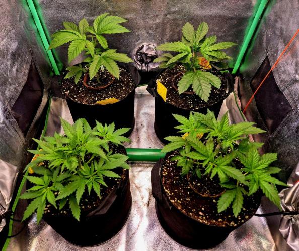 Papaya Stank (Elfi). Week 5