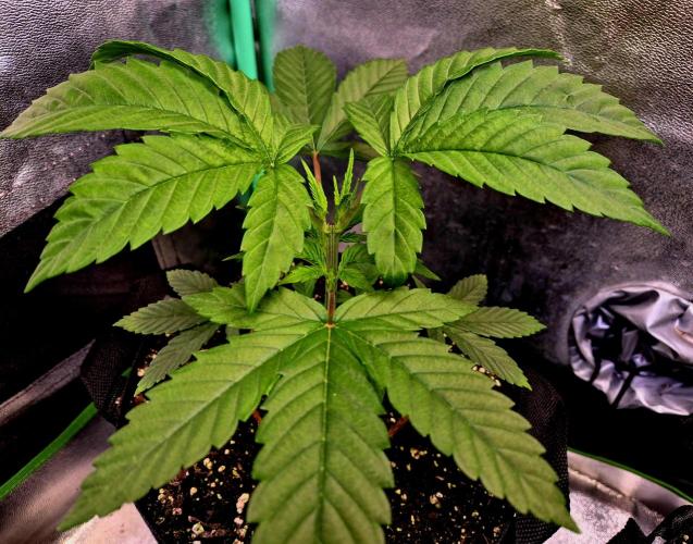 Pink Rozay Original Sensible Seeds. Week 5