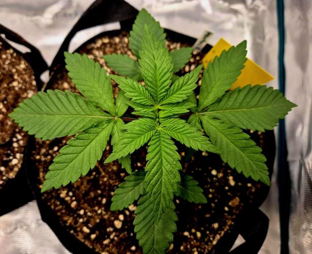 Mental Rainbow (CCG) Sweet Seeds. Week 2