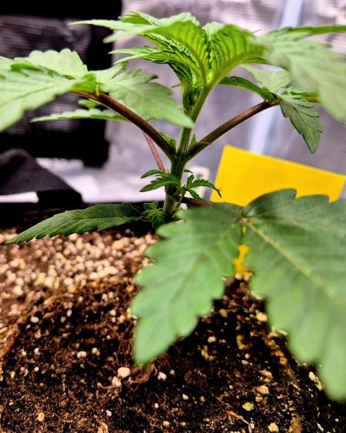 Mental Rainbow (CCG) Sweet Seeds. Week 2