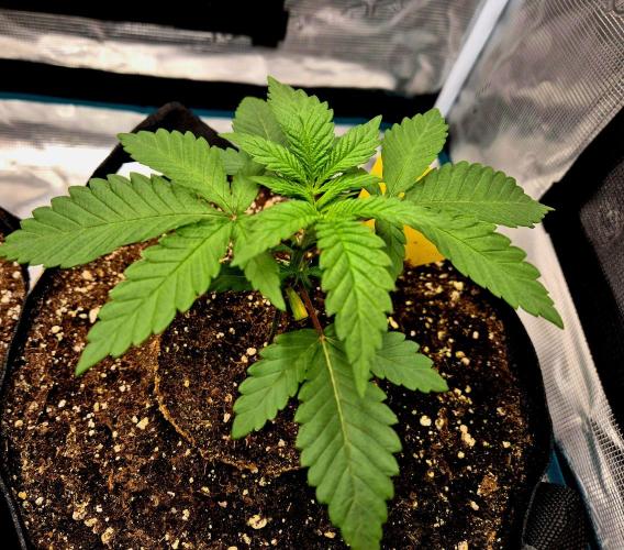 Mental Rainbow (CCG) Sweet Seeds. Week 2