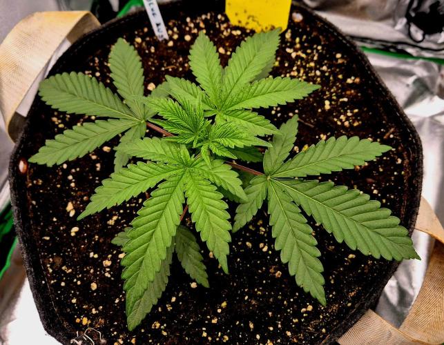 Blue Zushi Dutch Passion. Week 2
