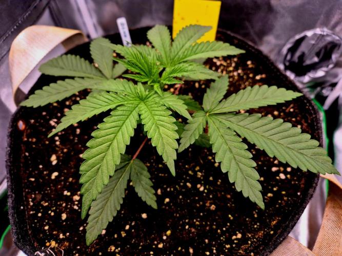Blue Zushi Dutch Passion. Week 2