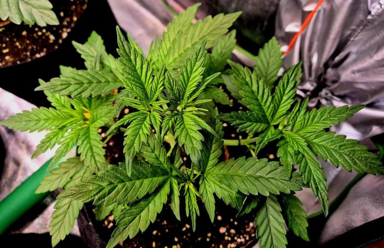 Purple overload (CCG) Sensible Seeds. Week 5