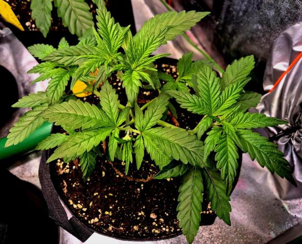 Purple overload (CCG) Sensible Seeds. Week 5