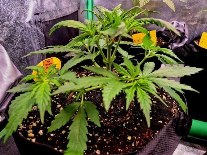 Wedding Cake (CCG) Sensible Seeds. Week 5