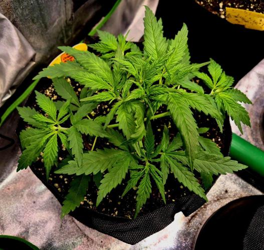 Wedding Cake (CCG) Sensible Seeds. Week 5