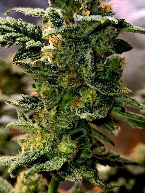 Rainbow Hitter. Week 15