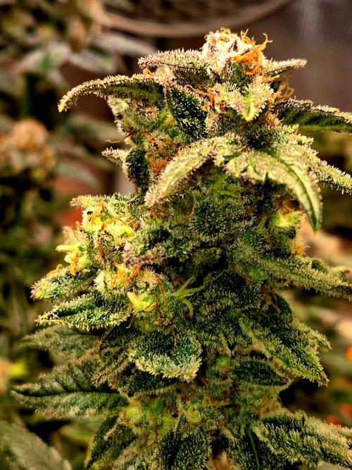Rainbow Hitter. Week 15