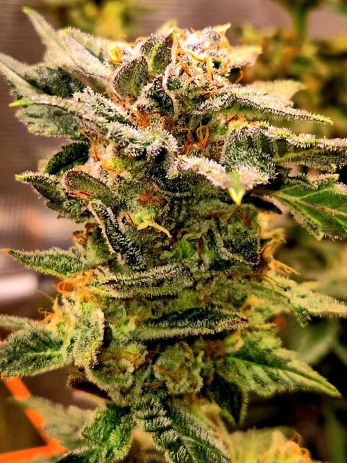 Rainbow Hitter. Week 15