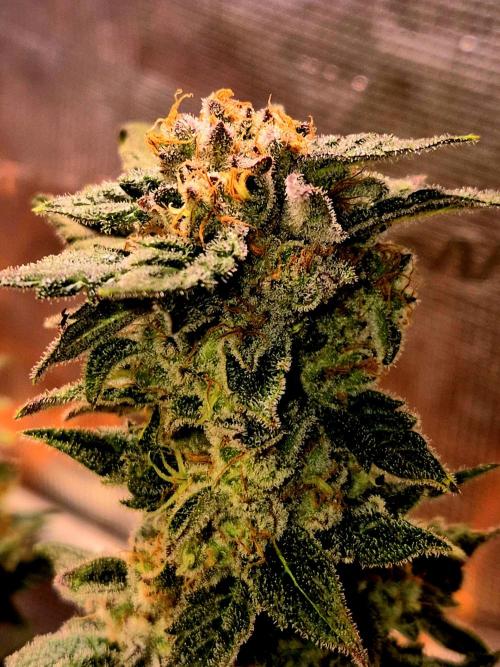 Rainbow Hitter. Week 15