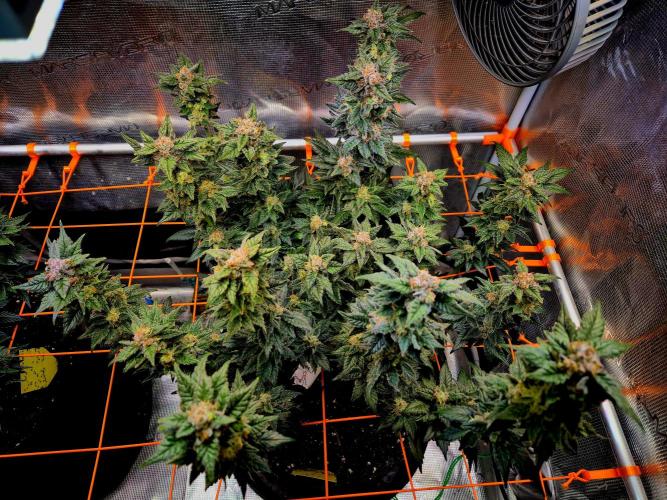 Rainbow Hitter. Week 15