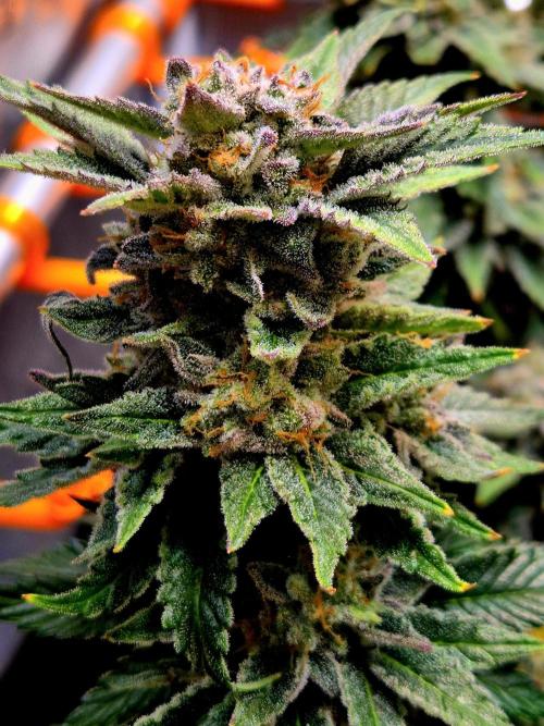 F026 - The Tropical Ice Cream One (USA). Week 15