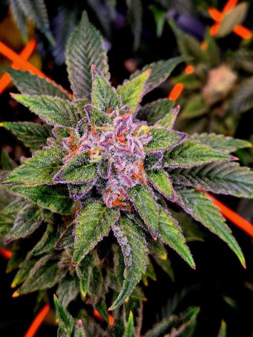F026 - The Tropical Ice Cream One (USA). Week 15