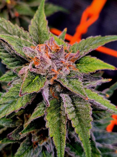 F026 - The Tropical Ice Cream One (USA). Week 15
