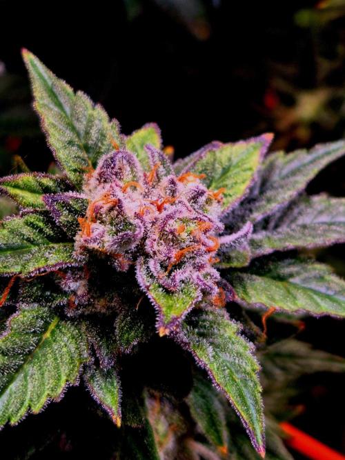 F026 - The Tropical Ice Cream One (USA). Week 15