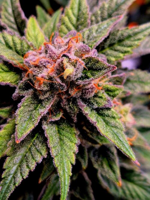 F026 - The Tropical Ice Cream One (USA). Week 15