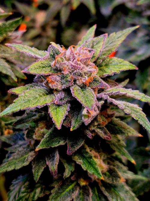 F026 - The Tropical Ice Cream One (USA). Week 15