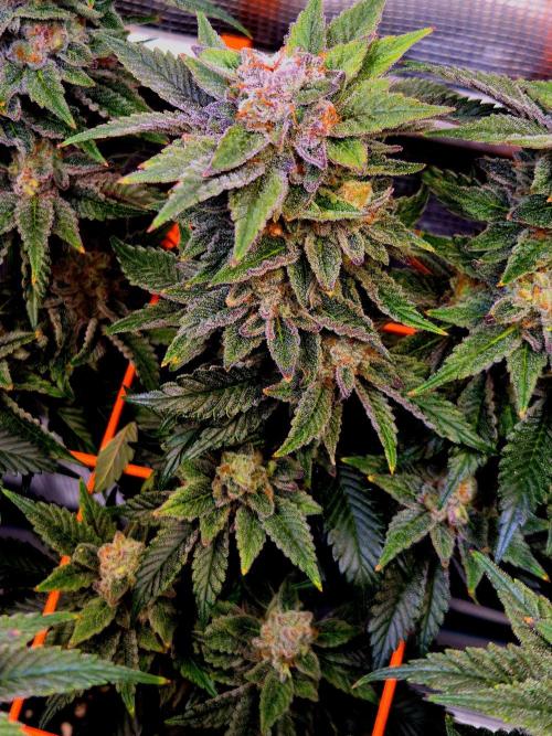 F026 - The Tropical Ice Cream One (USA). Week 15