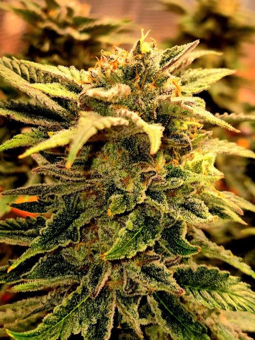 F026 - The Tropical Ice Cream One (USA). Week 15