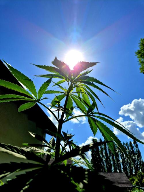 Garbage Lady (Big Mama). Week 10