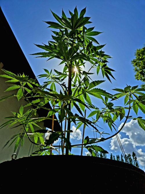 Garbage Lady (Big Mama). Week 10