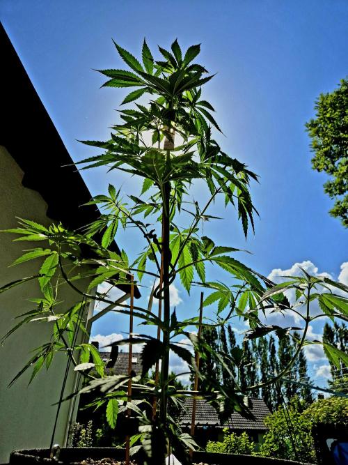 Garbage Lady (Big Mama). Week 10