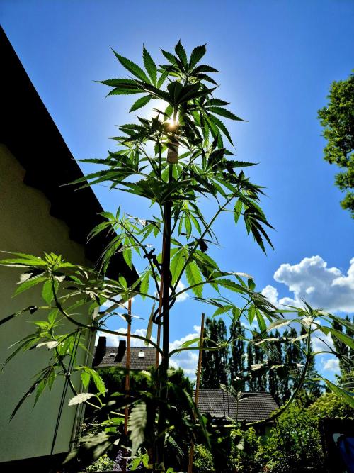 Garbage Lady (Big Mama). Week 10