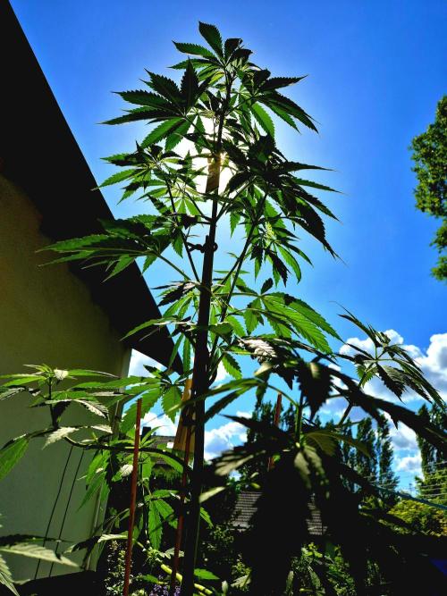 Garbage Lady (Big Mama). Week 10