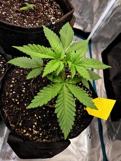 Mental Rainbow (CCG) Sweet Seeds. Week 2