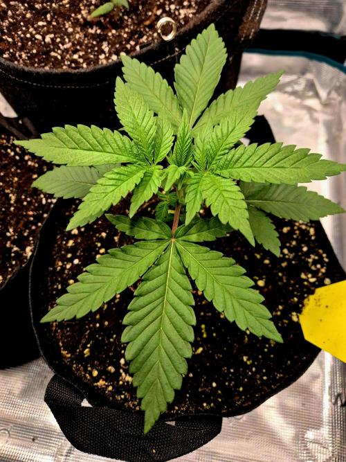 Mental Rainbow (CCG) Sweet Seeds. Week 2