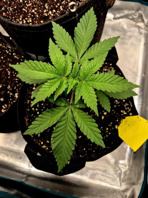 Mental Rainbow (CCG) Sweet Seeds. Week 2