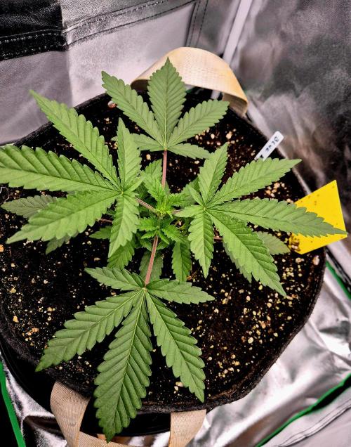 Blue Zushi Dutch Passion. Week 2