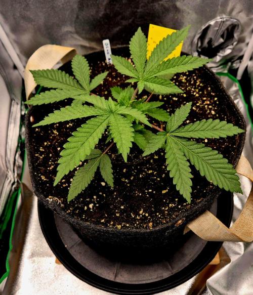 Blue Zushi Dutch Passion. Week 2