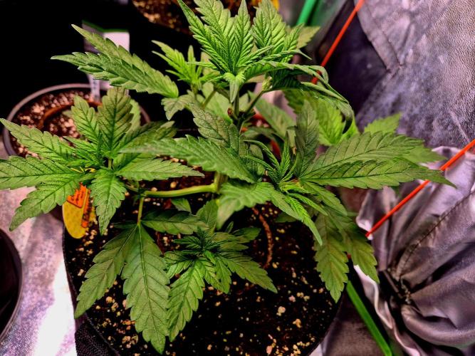 Purple overload (CCG) Sensible Seeds. Week 5