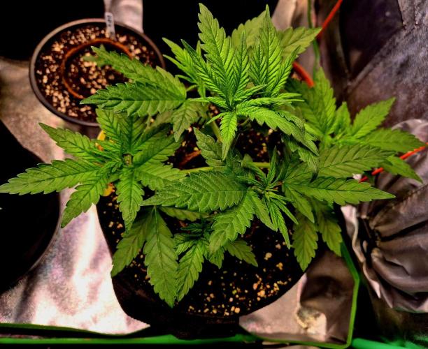 Purple overload (CCG) Sensible Seeds. Week 5