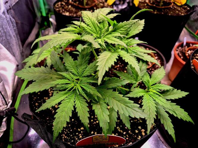 Wedding Cake (CCG) Sensible Seeds. Week 5