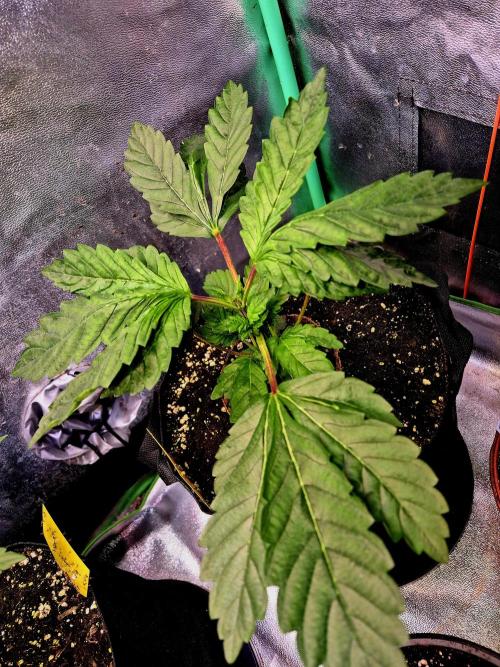 Papaya Stank. Week 5