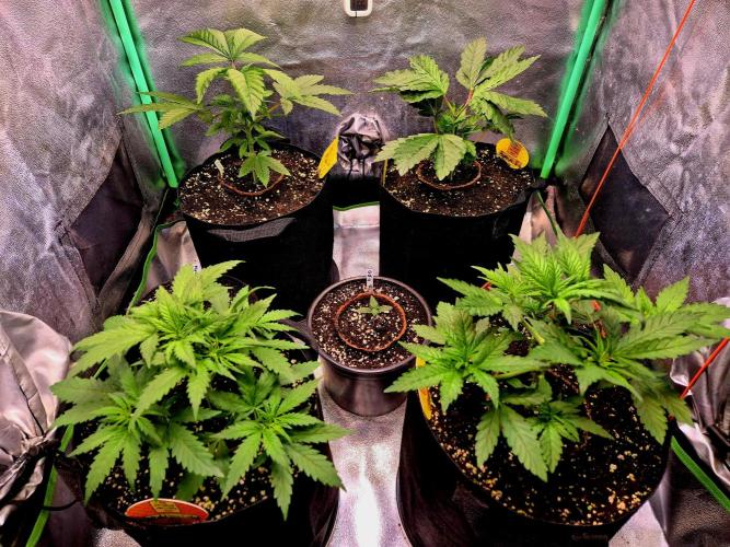 Papaya Stank (Elfi). Week 5