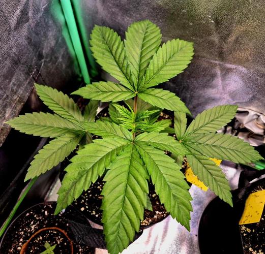 Pink Rozay Original Sensible Seeds. Week 5