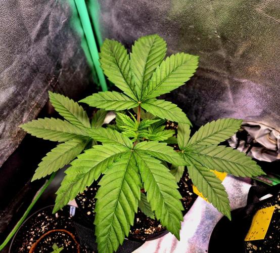 Pink Rozay Original Sensible Seeds. Week 5