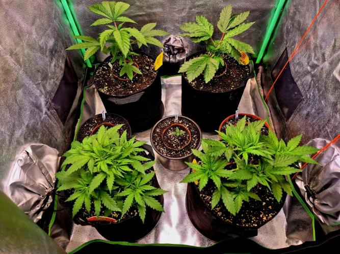 Pink Rozay. Week 5