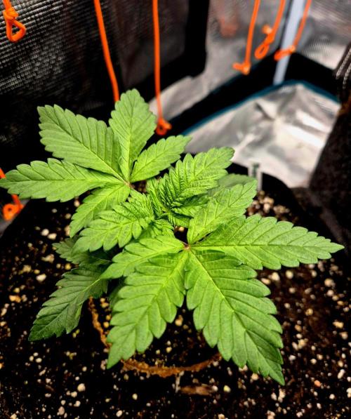 2nd chance. Week 2