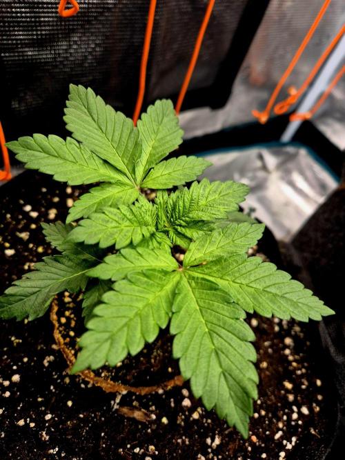2nd chance. Week 2
