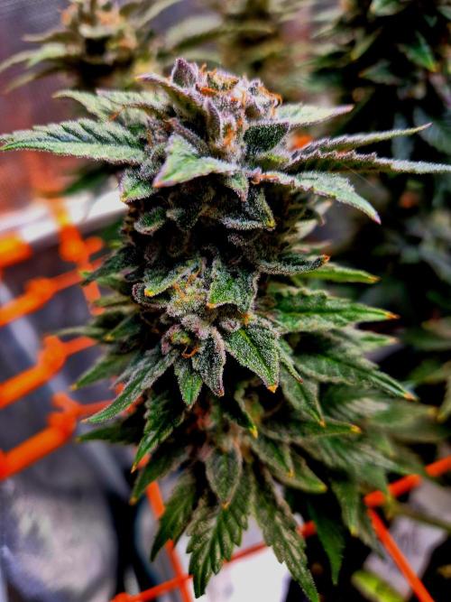 F026 - The Tropical Ice Cream One (USA). Week 15