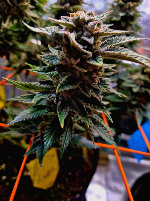 F026 - The Tropical Ice Cream One (USA). Week 15