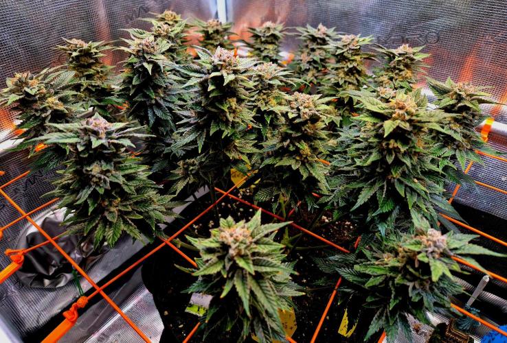 F026 - The Tropical Ice Cream One (USA). Week 15